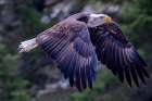 Bald eagle in flight in Glacier National Park, Montana, USA Art Print